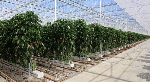 Meteor Systems Gróðurhúsarkefi