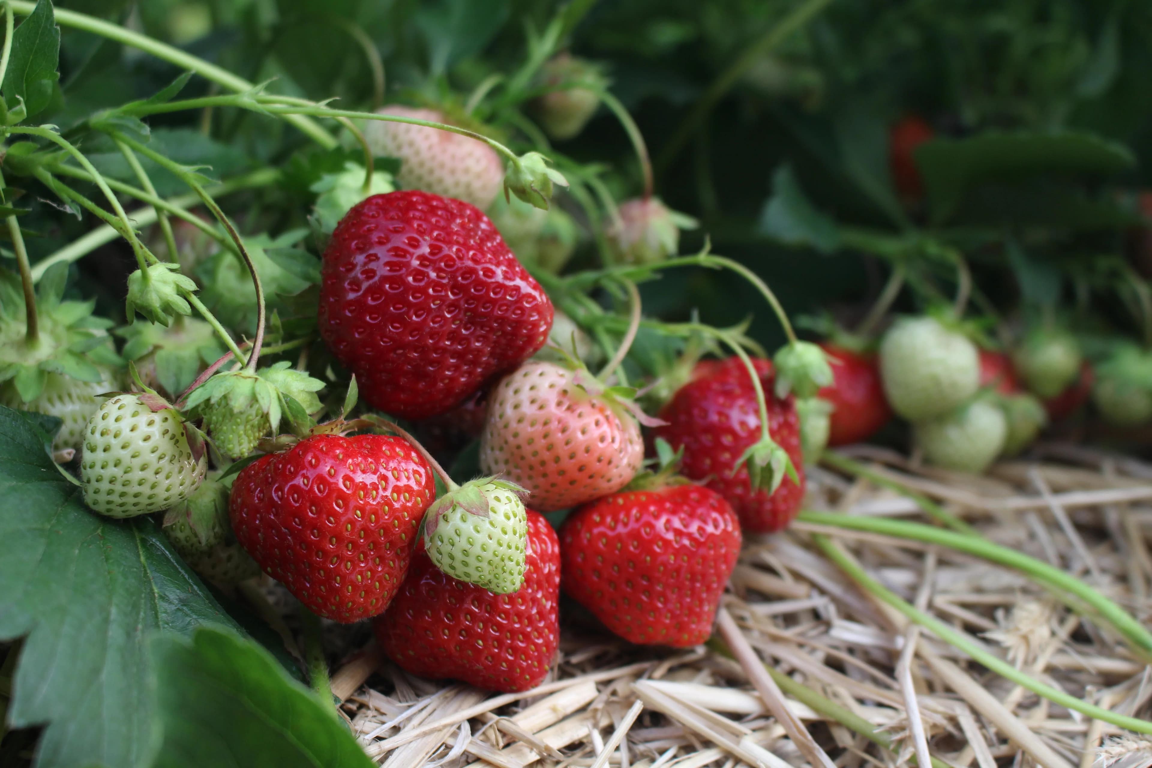 Sonata Jarðaberjaplöntur