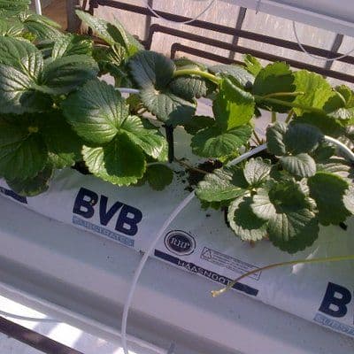 BVB Strawberry Excellent