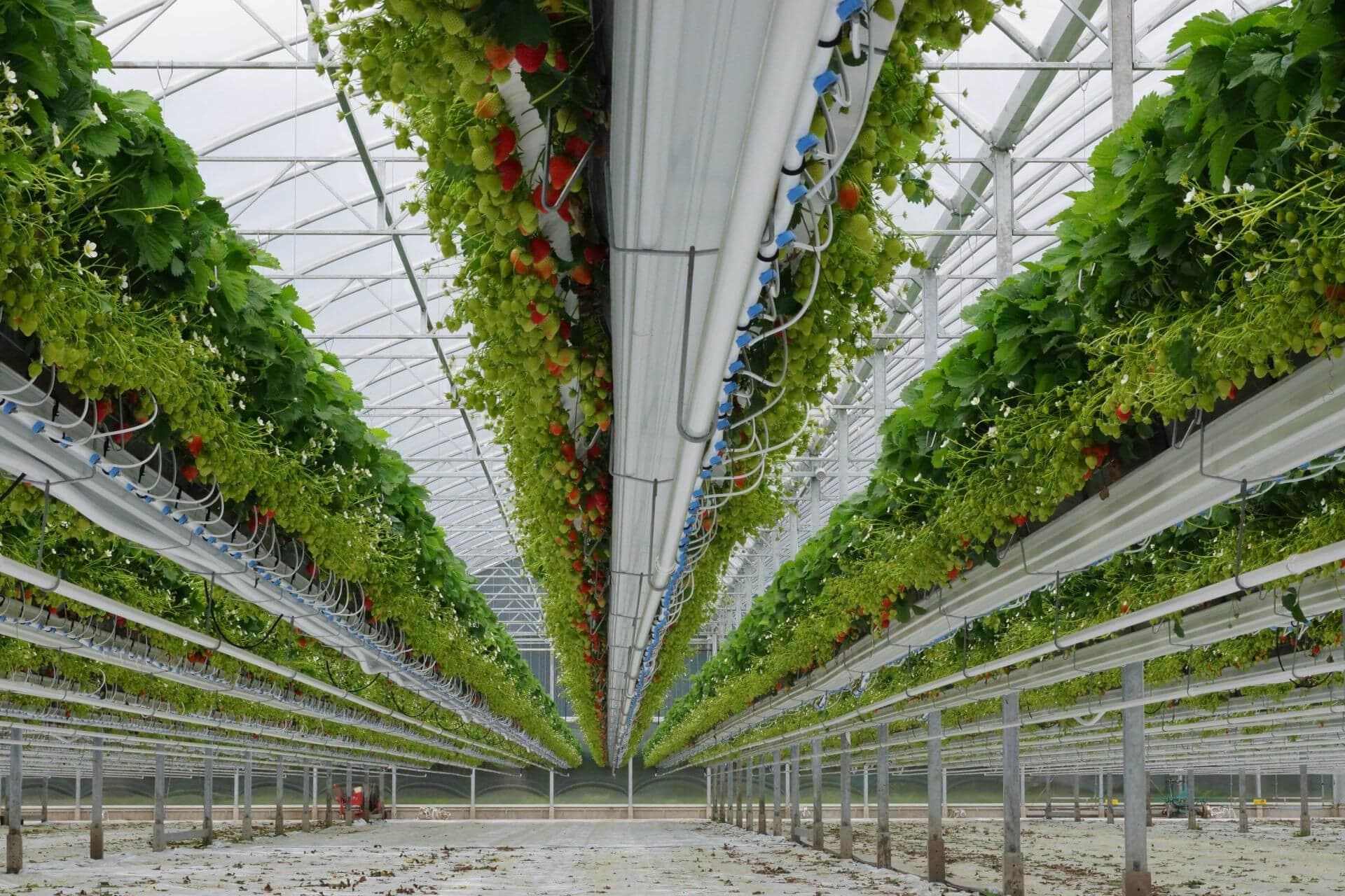 Meteor Systems Jarðaberjakerfi