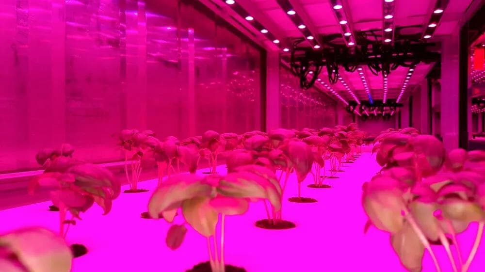 Meteor Systems Innirækt